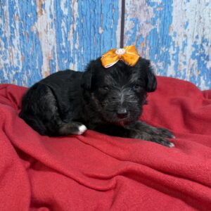 Sianna- Orange Collar