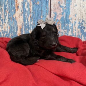 Sloane- Grey Collar