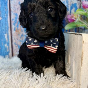 Tatum (Brown Collar)