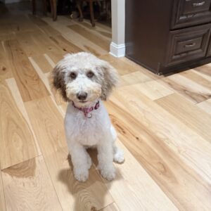 Clover- Service Dog Prospect