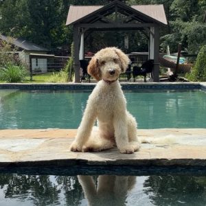 Clover- Service Dog Prospect